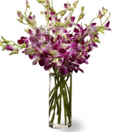 20 Purple Orchids