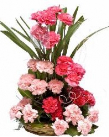 Cute Arranement of Carnations
