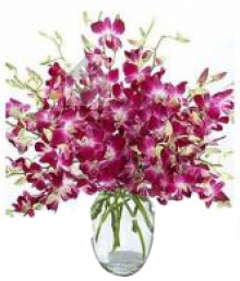 15 Orchids in Vase