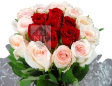 Soft Love Roses