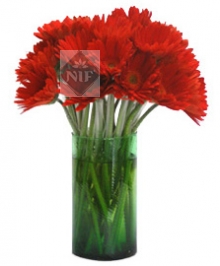 Red Gerberas in Vase