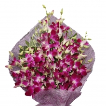 Elegant Purple Orchid